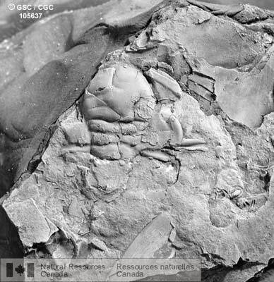 Photo 105637 : Trilobites du Cambrien de Terre-Neuve
