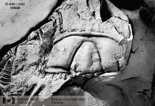 Photo 105640 : Trilobites du Cambrien de Terre-Neuve