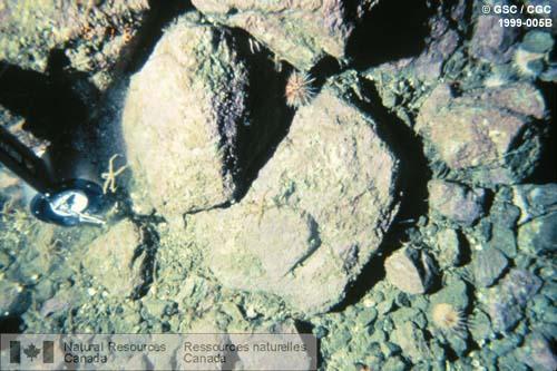 Photo 1999-005B : Blocs et galets sur le fond marin à une profondeur de 60 m, à l'embouchure de la baie des Exploits. Terre-Neuve. Photographie prise le 14 août 1991  ...