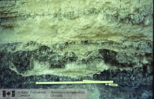Photo 1999-043G : Téphra de Mazama effondré, interstratifié avec des dépôts lacustres du lac postglaciaire Junction