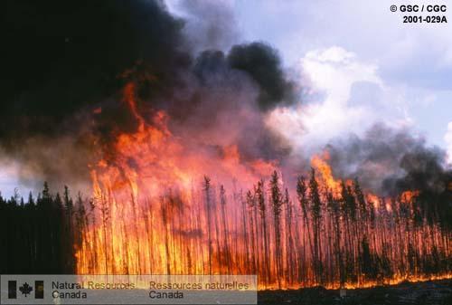 Photo 2001-029A : Feu de cimes au site de l'Expérience internationale de modélisation des feux de cimes dans les T. N.-O