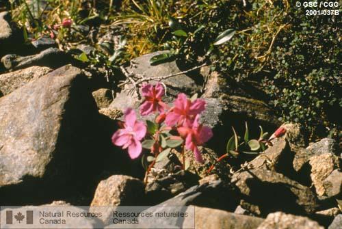 Photo 2001-037B : Rhododendron de Laponie. Un des nombreux types de fleurs de la toundra arctique. Lac Turner (Nunavut)