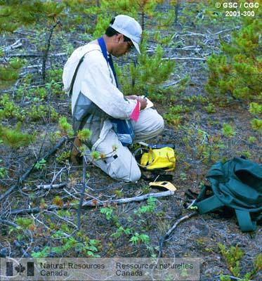 Photo 2001-300 : Richard Fernandes (CCT/SCE) prend des notes à une région d'étude de régénération de pin, lac Watson, Yukon