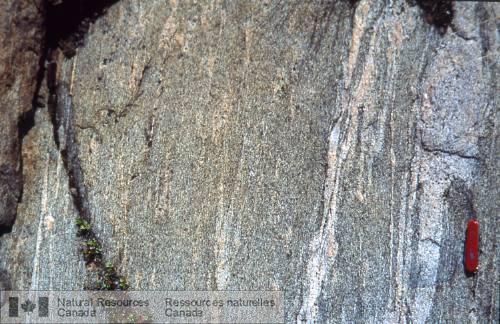 Photo 2002-416FF : Diorite quartzique foliée du domaine de Ghost avec dykes de pegmatite transposés