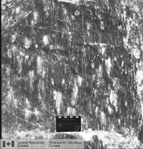 Photo 2002-724 : Siltite calcaire foliée renfermant des brachiopodes avec des amas altérés riches en calcite. Le litage non visible est incliné modérément à gauche  ...