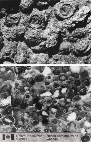 Photo 2002-783 : Oolite provenant du côté est du complexe volcanique (à 1 km au sud-ouest de la localité de référence 5). Cette roche bien classée se compose denviron  ...