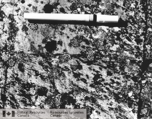 Photo 2002-790 : Rhyolite mylonitisée dont la fabrique de forme est bien développée, à 1,5 km au nord du lac Jim Magrum. Le stylo mesure 13 cm de longueur.
