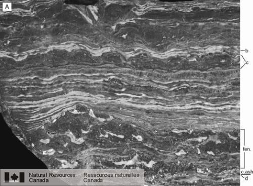 Photo 2002-817 : Échantillon poli de laffleurement de la figure 27e montrant une microstratigraphie dans cette séquence laminée. Les couches blanches ondulées sont  ...