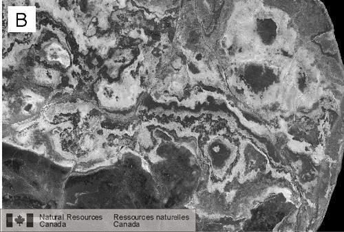 Photo 2002-818 : Échantillon poli coupé perpendiculairement à 27a montrant des bombements hémisphéroïdaux. Vue en plan. Des cendres volcaniques fines et blanches  ...
