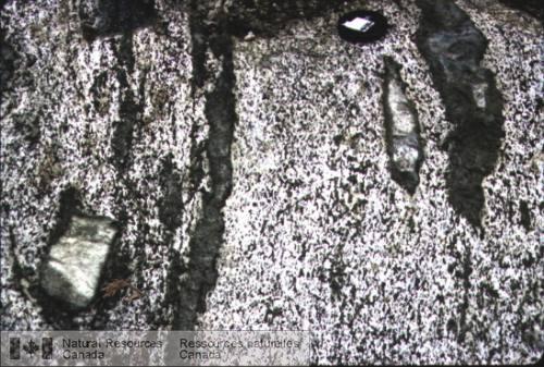 Photo 2003-095 : D) Gabbro lité, enclavant deux xénolites monominéraliques, l'un de roche calco-silicatée à pyroxène blanchâtre (skarn) et l'autre de quartzite, dans  ...