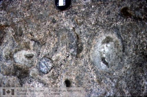 Photo 2003-149 : Diorite renfermant des enclaves de quartzite et des enclaves ovales de microdiorite à grains fins avec microlites de plagioclase