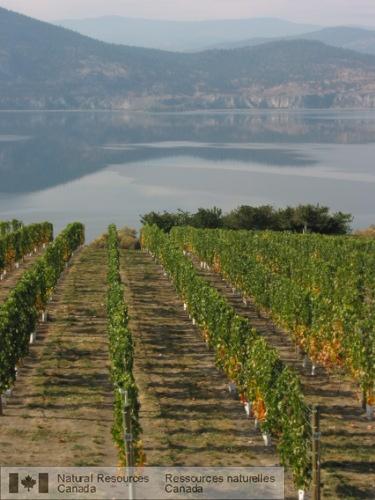 Photo 2006-167 : Vignes près de Naramata, sur le lac Okanagan