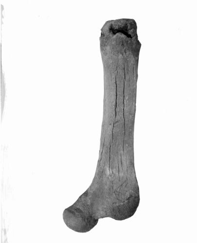 Photo 200987 : Femur of Mastodon Americanum found 1834 on Holocene terrace
