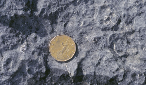 Photo 2010-106 : oncoid (Canadian dollar coin for scale) within the Sikanni Chief Member, Section 2.