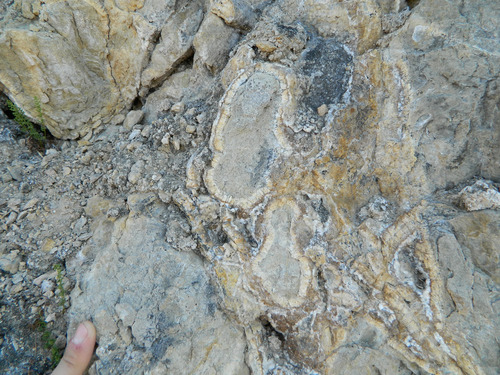 Photo 2012-151: Cambrian, lower clastic member. C. Bioturbated section with vertical burrows (Skolithos)