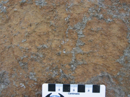 Photo 2012-184: Outcrop photograph of porphyritic cumulate peridotite (C-112A2) showing large olivine phenocrysts (brown) separated by intercumulus amphibole (green)