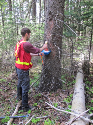 Photo 2013-263 : Collection of an Engelmann spruce (Picea engelmannii) bark sample as part of the biogeochemical survey in the Mount Polley study area.