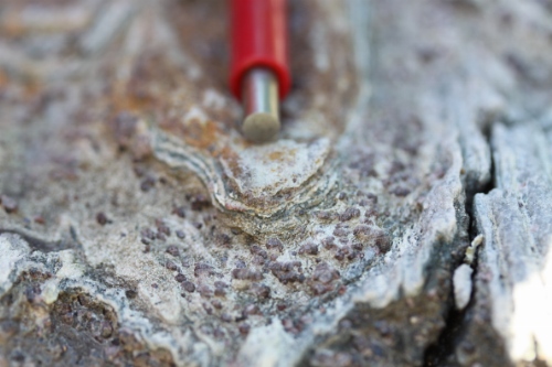 Photo 2014-198 : Close-up view of the S1 foliation in a garnet-biotite band along an F2 hinge