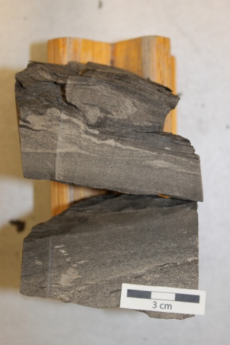 Photo 2019-427: Same section of core as in D with Planolites (Pl) and Chondrites (Ch) in soft-sediment deformed silty sandstone with shale interbeds.