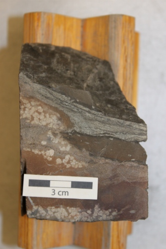 Photo 2019-433: Siderite and sideritized mudstone fragments containing Chondrites (Ch) traces.