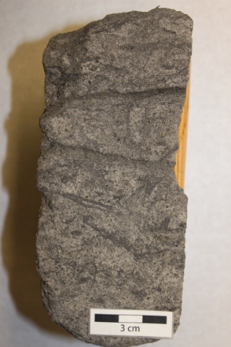 Photo 2019-466: Muddy sandstone with Rhizocorallium (Rh), Skolithos (Sk), Asterosoma (As) and Palaeophycus (Pa).