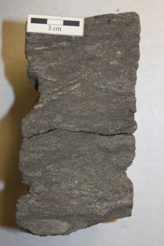 Photo 2019-477 : Prominent Rhizocorallium (Rh) ichnofossils with Planolites (Pl), Chondrites (Ch) and Helminthopsis (He).