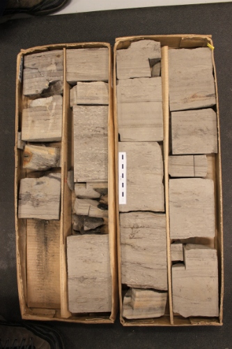 Photo 2019-501: Photographs of core 1, Snorri J-90. Scale bars are 10 cm in length.