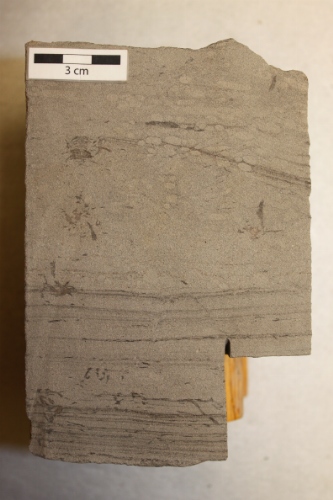 Photo 2019-511: Planar-laminated to trough-cross-bedded sandstone with subtle Macaronichnus (Ma), small Spirophyton (Sp) and Helminthopsis (He).