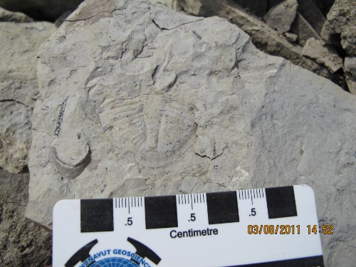 Photo 2019-667 : Trilobite Pseudogygites arcticus Ludvigsen.