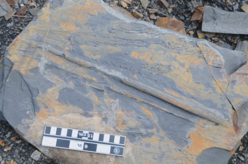 Photo 2020-237 : Slab of Imperial Formation sandstone showing tool marks and flute casts of the basal surface of the bed