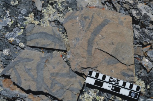 Photo 2020-238 : Slab of Tetlit Formation with fossil traces on bedding surface