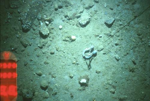 Photo 2020-244: Angular gravels on sandy sediments on the seabed of the inner shelf off Cape Ray, SW NFLD