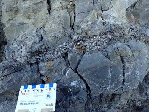 Photo 2020-404: Photos of stellate nodules in poorly lithified sandstone at station 16-DTA-21