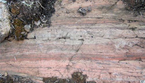 Photo 2020-477 : Intense, selective albitization ranging from early white albite (Ab1) to pink albite (Ab2) within metasiltone, south of the Au-Co-Bi-Cu NICO deposit