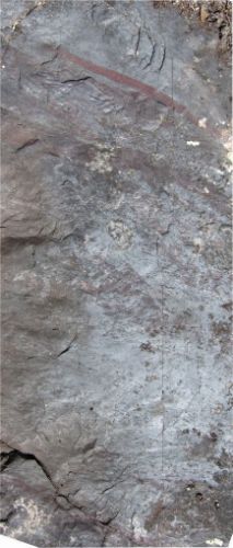 Photo 2020-769: Replacive hematite alteration of porphyritic andesite that completely destroyed the porphyritic texture but preserved some of the bedforms among a  ...