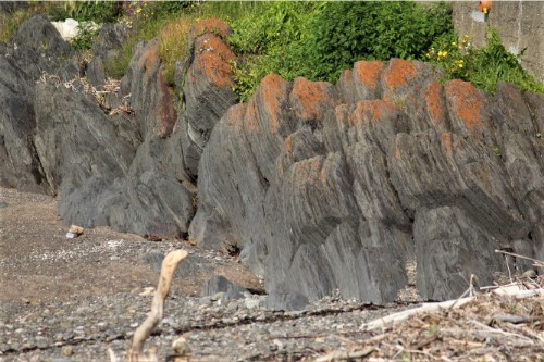 Photo 2020-941 : Roches sédimentaires avec fort pendage typiques des roches des Appalaches le long de l'estuaire du Saint-Laurent