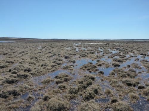 Photo 2021-013: Photo of hummocky ground with tussock vegetation and inter-hummock water