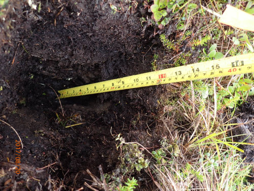 Photo 2021-400 : Sedge tussock, drier than site T1 (soil pit view)