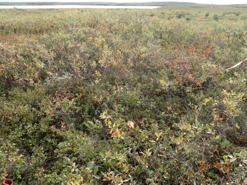 Photo 2021-430 : Low shrub tundra