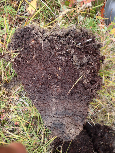 Photo 2021-461 : Low shrub with some sedge (Soil view)