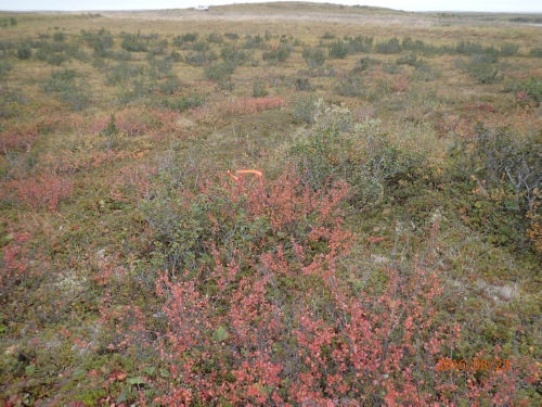 Photo 2021-470 : Low shrub in slope (site view)
