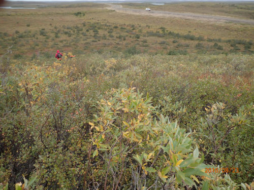 Photo 2021-472 : Low shrub in slope (far view)