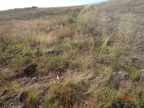 Photo 2021-474 : Sedge-shrub bog, exposed surface (high-centred polygons originally) (site view)