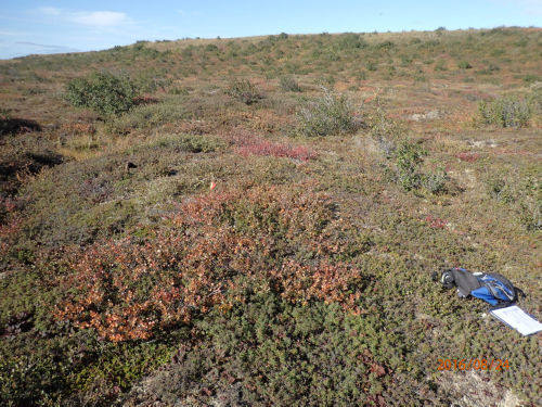 Photo 2021-480 : High-centred polygons covered by low shrubs (site view)