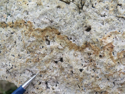 Photo 2021-536 : Ruby Range Batholith; alkali feldspar rhyolite; either volcanic or hypabyssal