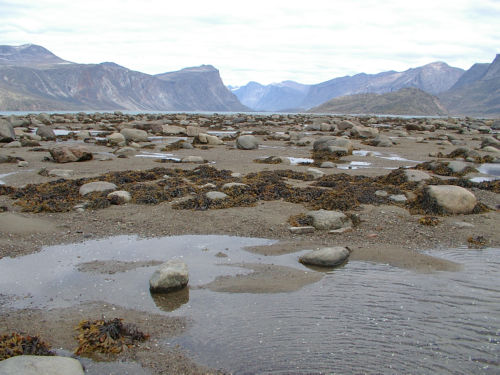 Photo 2021-608 : Boulders are present throughout most of the intertidal zone of Pangnirtung Fiord, Nunavut but are particularly dense in the lower intertidal forming  ...
