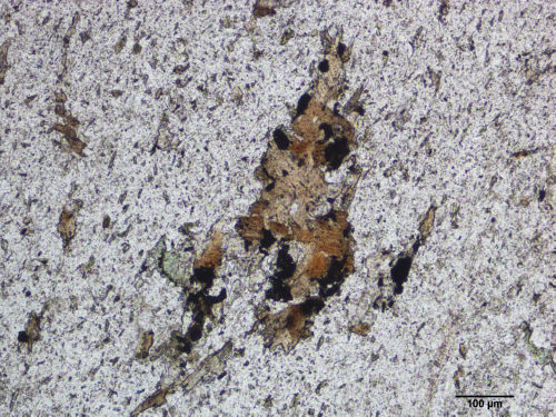 Photo 2021-701: Photomicrograph (plane-polarized transmitted light) of biotite retrograded to chlorite in proximity with the mineralized corridors of the Ellison  ...