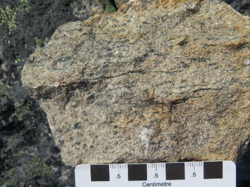Photo 2022-255 : Fresh sample surface showing greasy green colour of orthopyroxene-bearing granulite-grade basement orthogneiss (Aggd) on the southern shore of Wager  ...