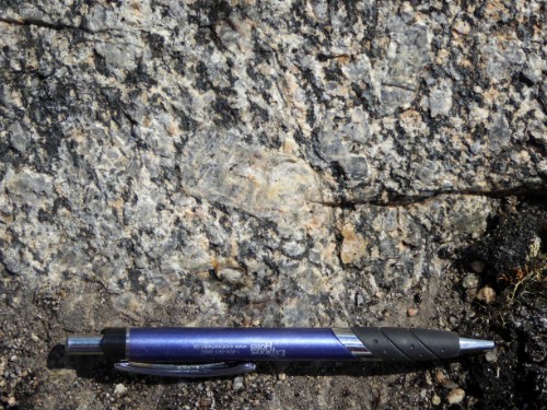 Photo 2022-257 : Large feldspar phenocryst in 2.60 Ga Snow Island suite monzogranite pluton (ASIs); pen is 14 cm long