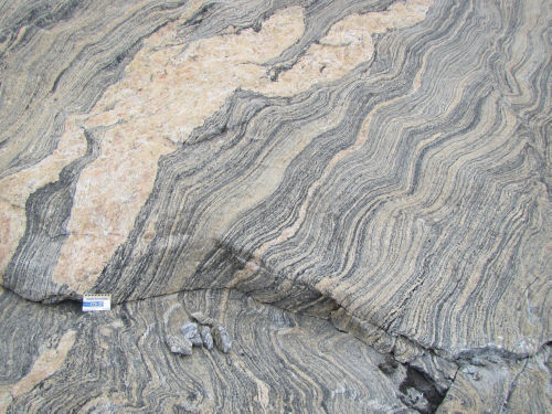 Photo 2022-278: 12409/18CXAD0042A01 - gneiss granite NW of Hopedale. Geochronology sampling avoided pervasive pegmatite intrusions as much as possible. Scale card is  ...